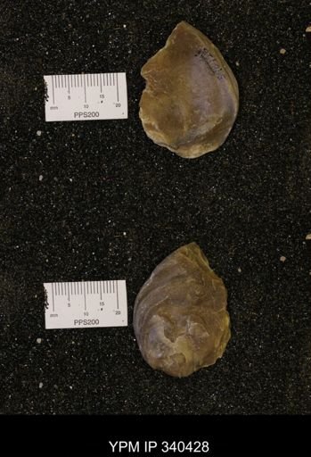 Ostrea glabra