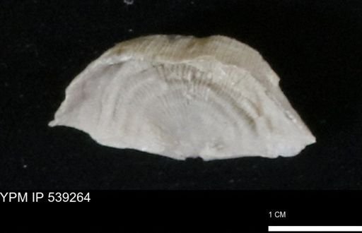 Leptaena rhomboidalis tenuistriata