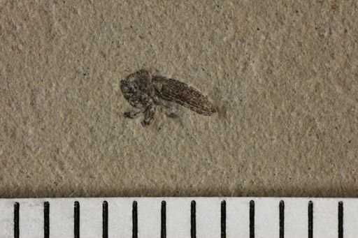 undet. Coleoptera