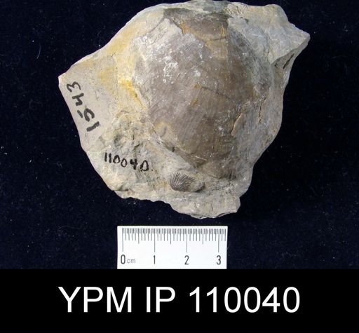 Brachyprion philomena