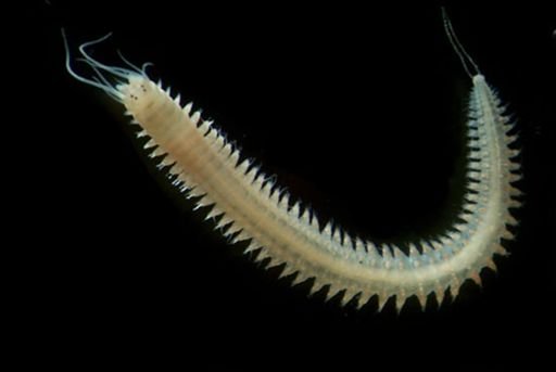 Nereididae