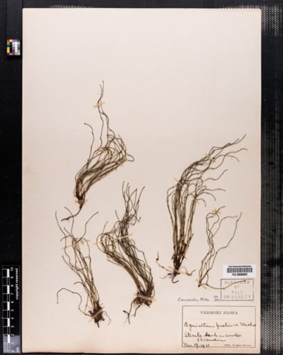Equisetum scirpoides