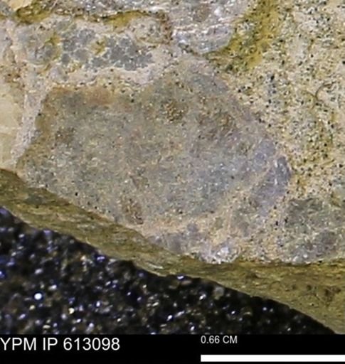 undet. Mollusca