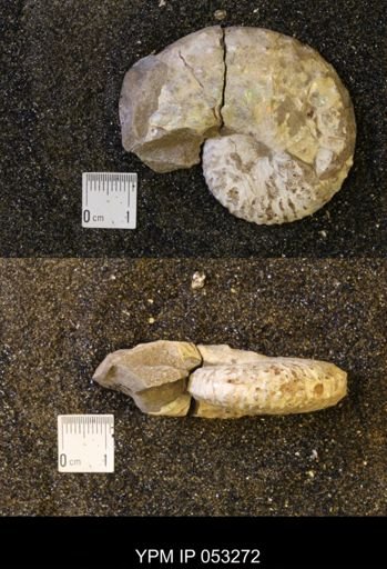Discoscaphites conradi