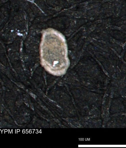 Spirolocammina planula