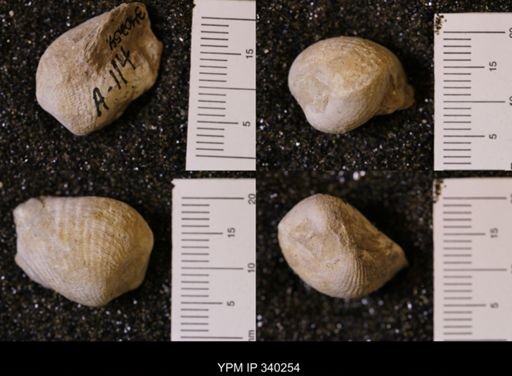 Pholadomya (Procardia) sp.