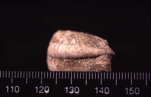 Dentalium cingulatum