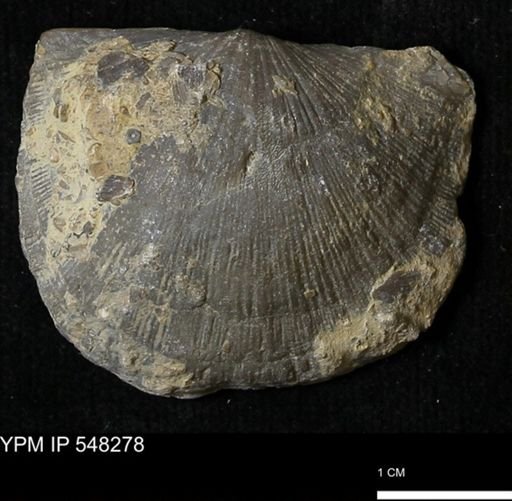 Stropheodonta sp.