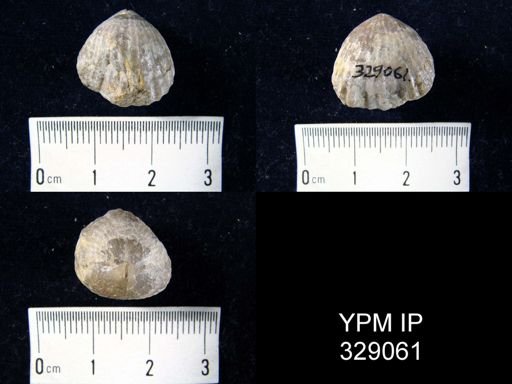 Camarotoechia sp.