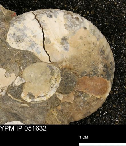 Hoploscaphites nicolletii