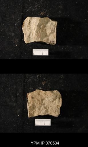 Favosites louisvillensis