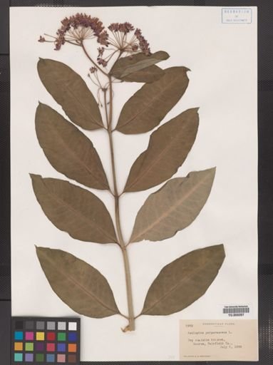 Asclepias purpurascens
