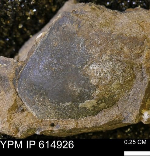 undet. Bivalvia