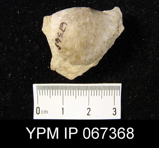 Stropheodonta equistriata