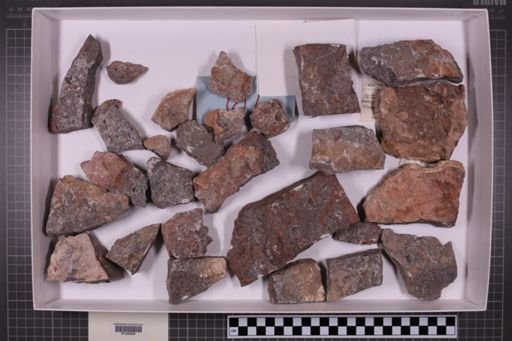 mixed taxa, stratigraphic collection
