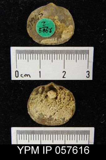 Rhipidomella oblata
