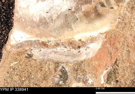undet. Bivalvia