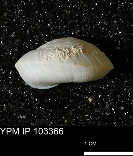 Poecilozonites bermudensis zonatus