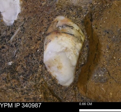Corbicula sp.