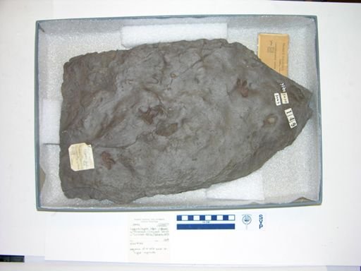 Lagunculapes latus