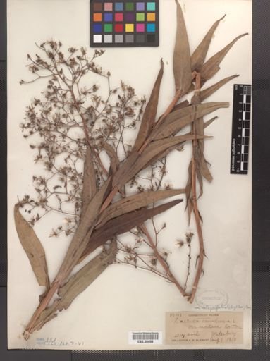 Lactuca canadensis