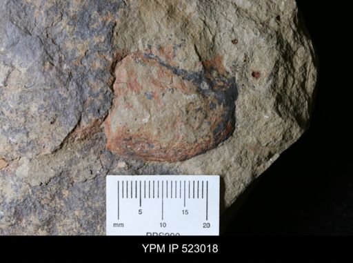 undet. Arthropoda