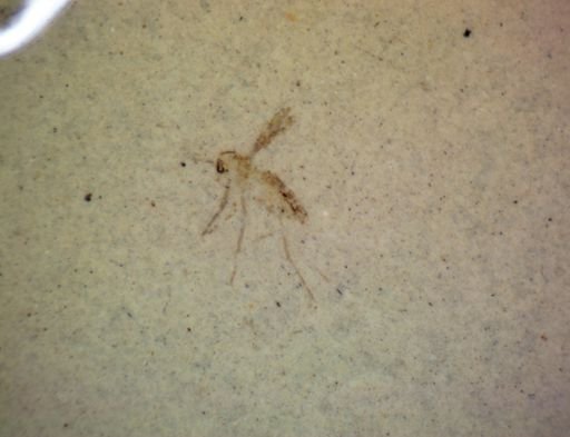 undet. Hexapoda