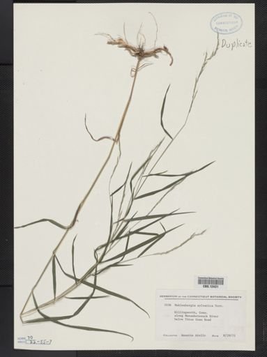 Muhlenbergia sylvatica