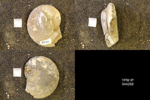 Hoploscaphites comprimus