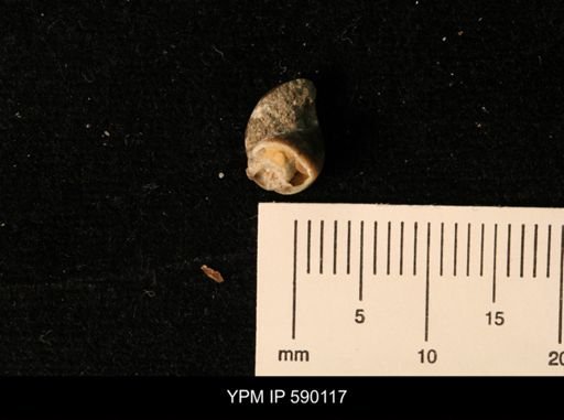 Gastropoda