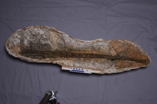 Deinonychus antirrhopus