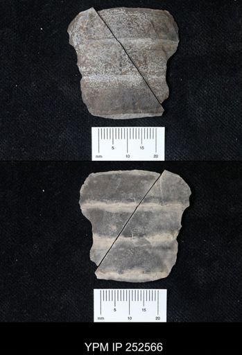undet. Eurypterida