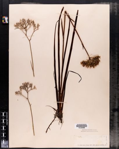 Plantae
