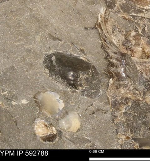 Anomia sp.