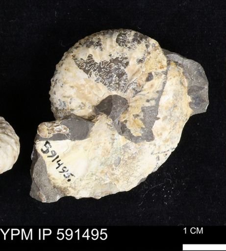Hoploscaphites