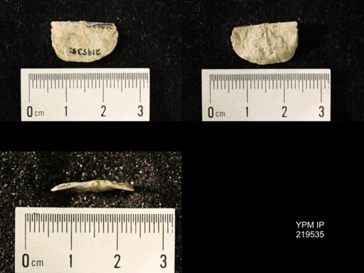 Chonetes granulifer