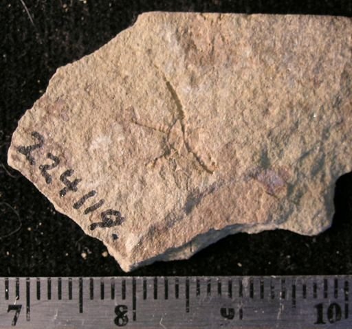 Stephanoura belgica