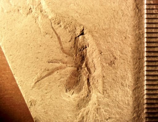 undet. Araneida