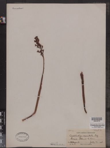 Corallorhiza maculata