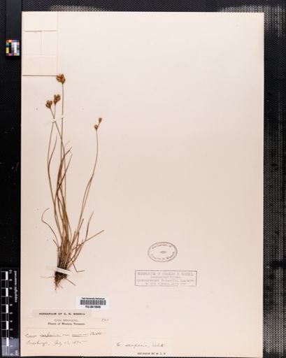 Carex scoparia