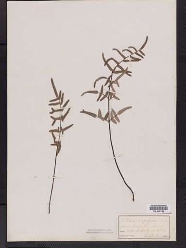 Pellaea atropurpurea