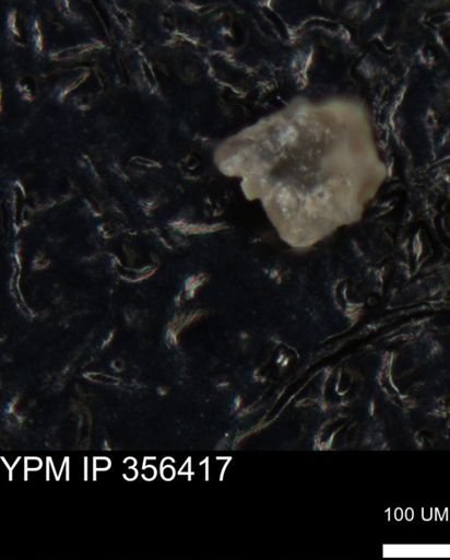 undet. Foraminiferida