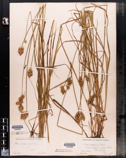 Carex scoparia