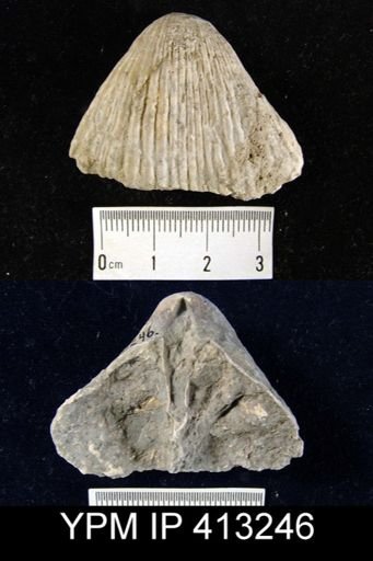 Conchidium?