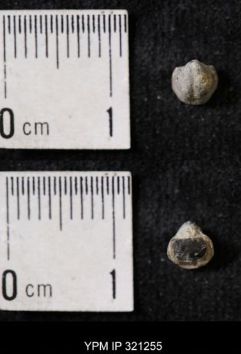 Ambocoelia sp.