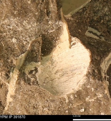 Protocardia sp.