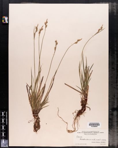 Carex communis