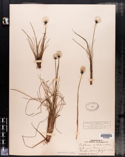 Eriophorum
