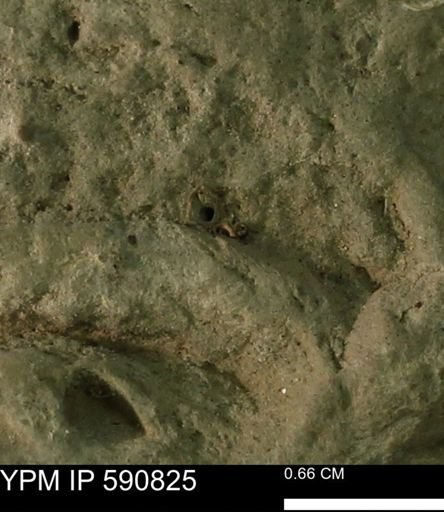 undet. Bivalvia