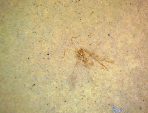 undet. Hexapoda